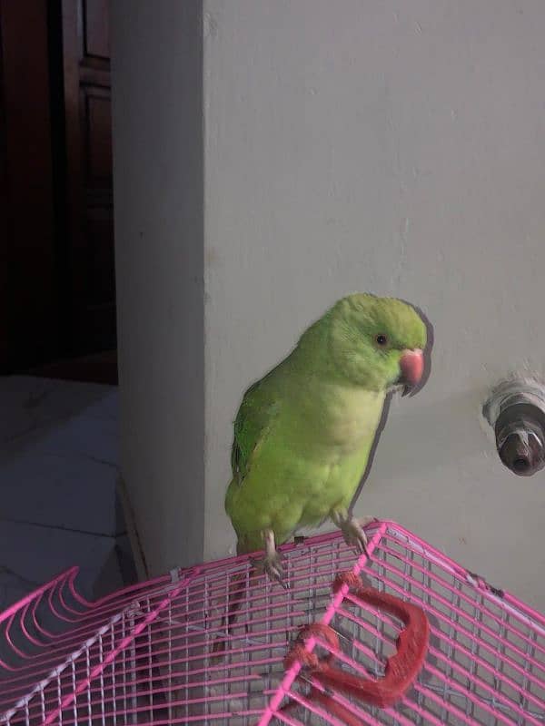 6 months old raw female parrot 2nd generation 6