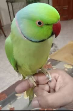 Male Ringneck