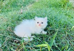 Persian cat My WhatsApp number 0326/74/83/089 for sale 0