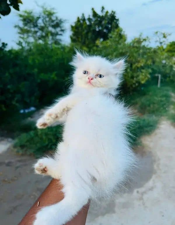 Persian cat My WhatsApp number 0326/74/83/089 for sale 1