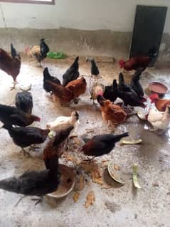 Golden Misri For Sale 0