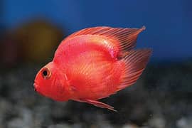 love tail Parrot and meet eater fishes for sale All fishes