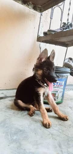 German Shepherd puppy for sale Call My WhatsApp 0341,78,17,026 0