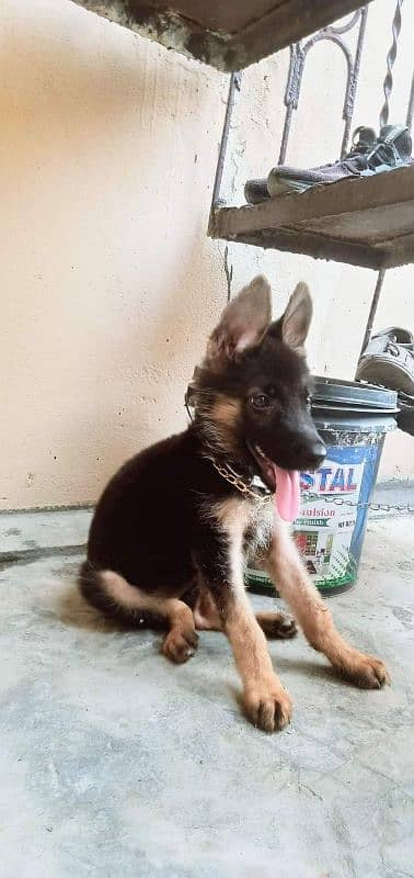 German Shepherd puppy for sale Call My WhatsApp 0341,78,17,026 0