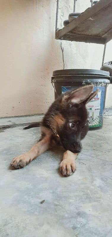 German Shepherd puppy for sale Call My WhatsApp 0341,78,17,026 1