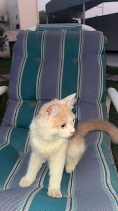 persian cat