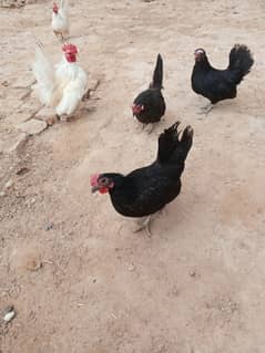 0 siz Japanese Waite male black 2 female A1 quality price 7k