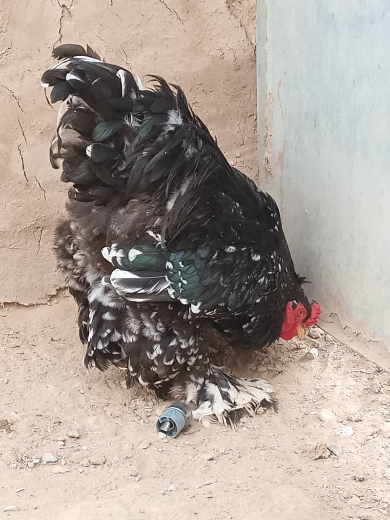 0 siz Japanese Waite male black 2 female A1 quality price 7k 3