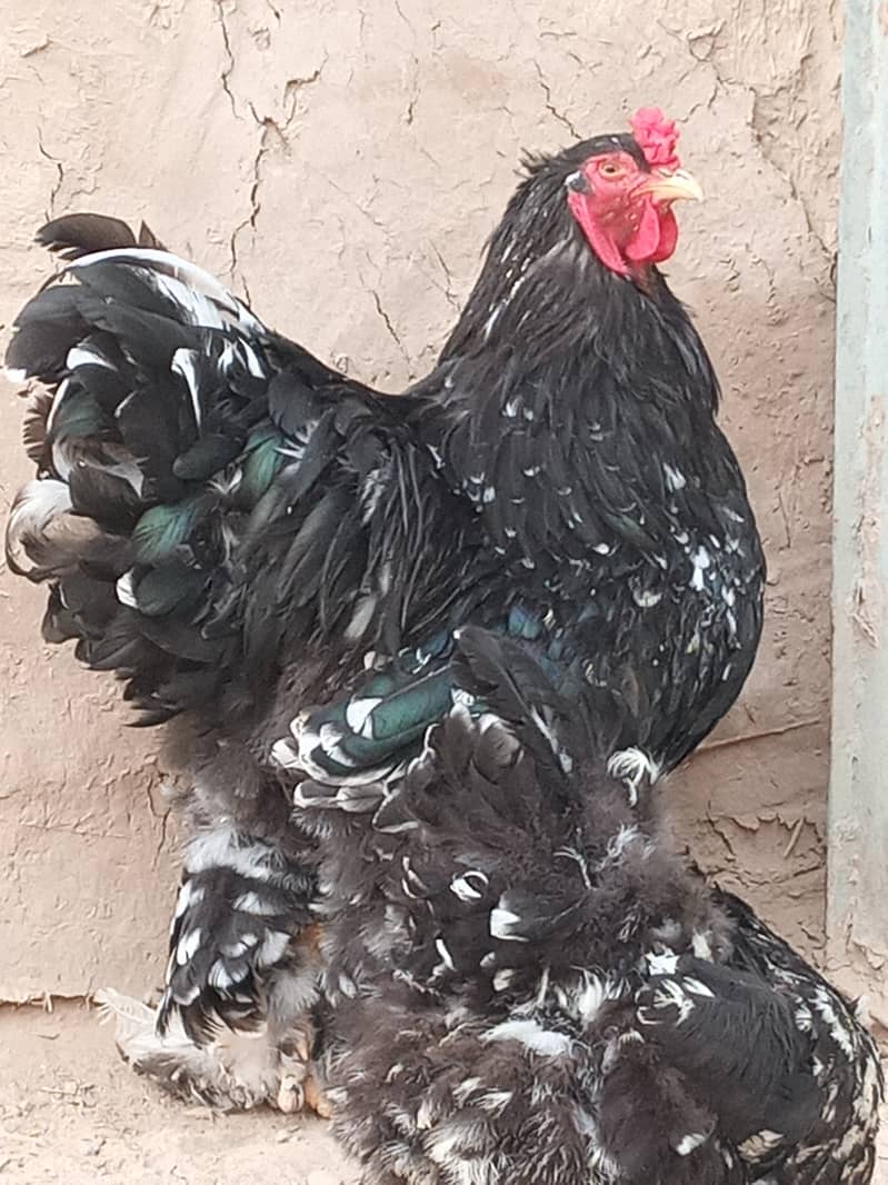 0 siz Japanese Waite male black 2 female A1 quality price 7k 4