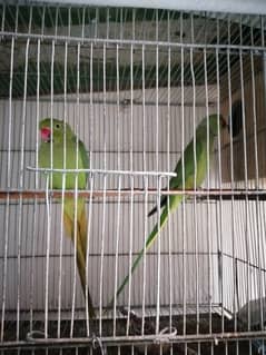 Green Ringneck talking pair 0