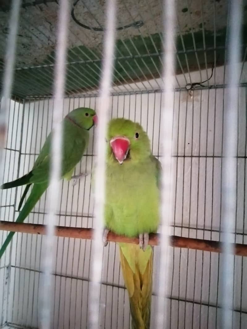 Green Ringneck talking pair 2