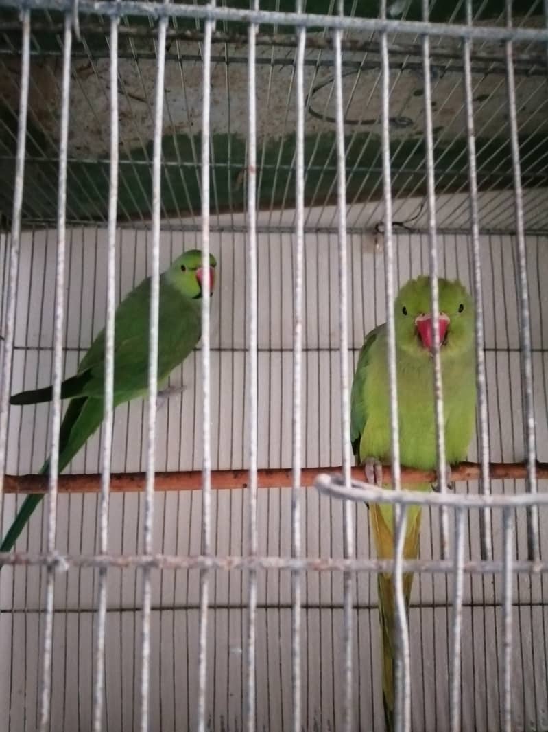 Green Ringneck talking pair 3