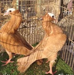 Mukhi pigeons