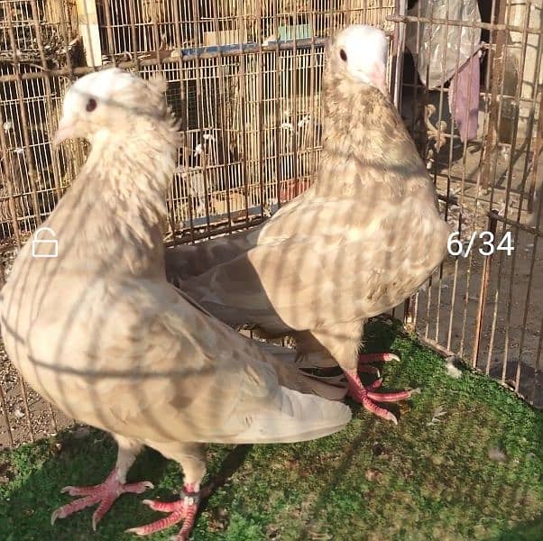 Mukhi pigeons 0