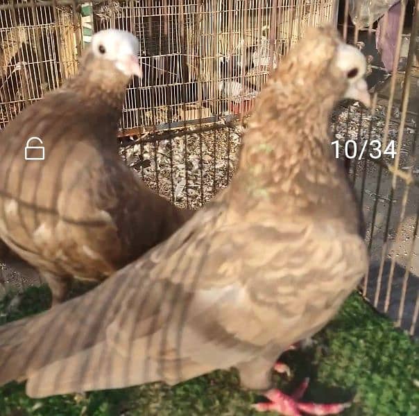 Mukhi pigeons 1