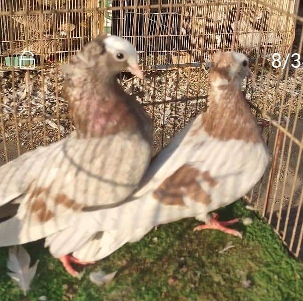 Mukhi pigeons 5