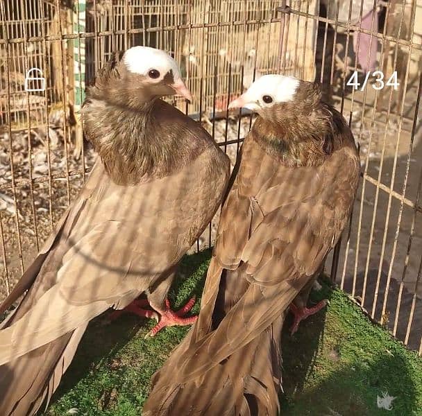 Mukhi pigeons 7