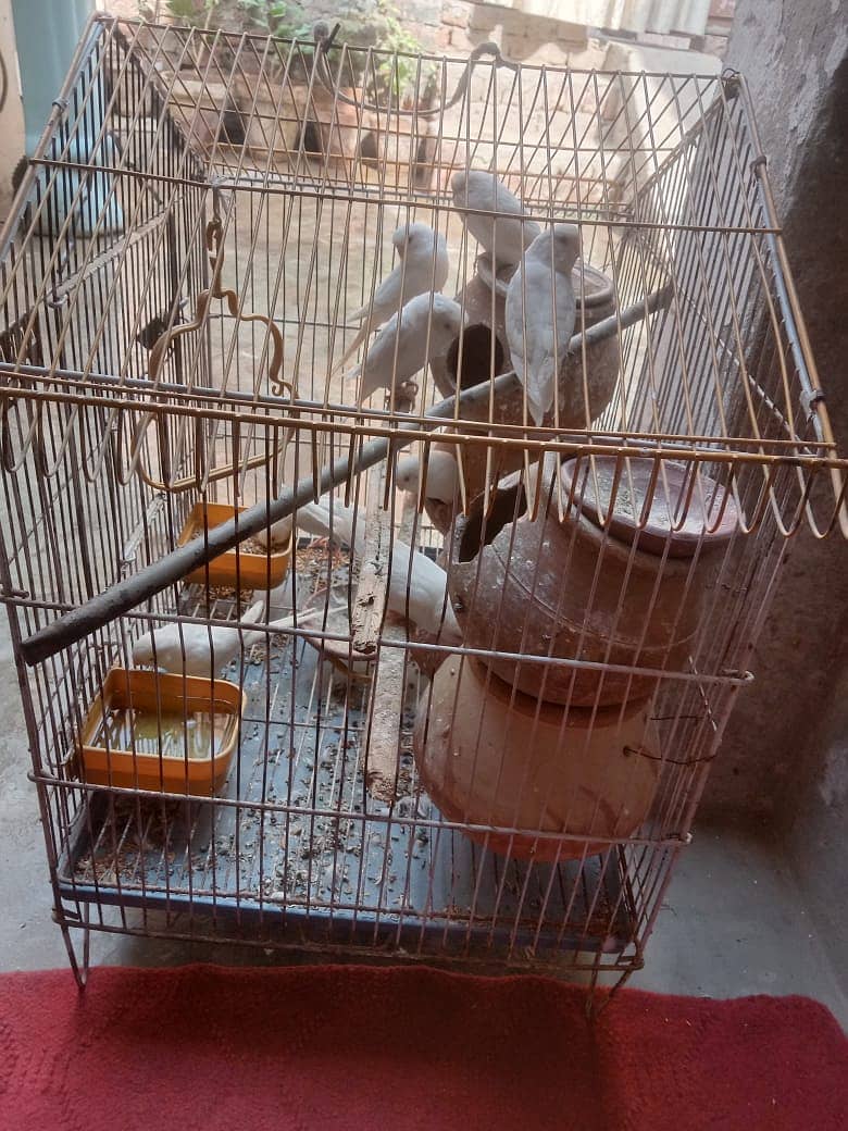 10 Parrots + Cage 1