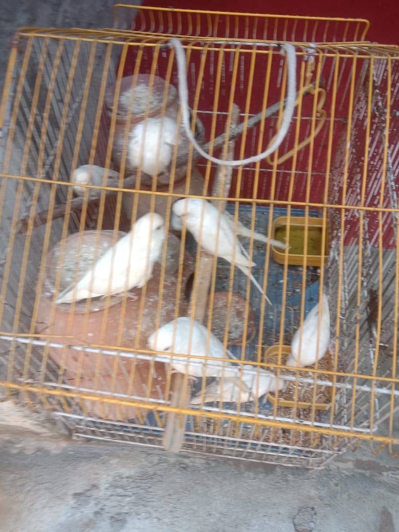 10 Parrots + Cage 2