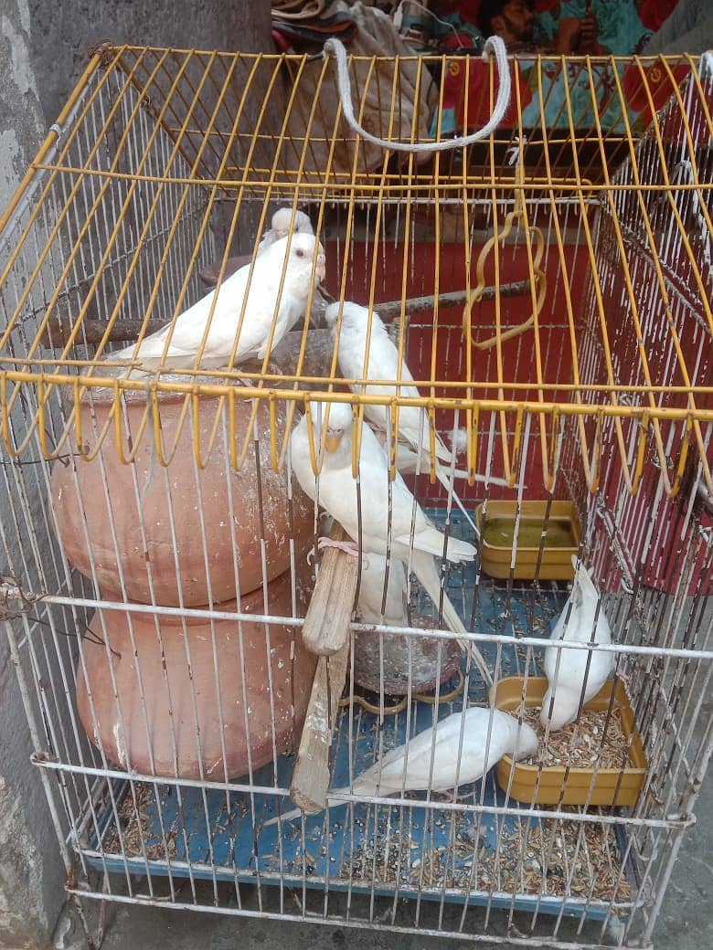 10 Parrots + Cage 5