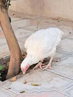 White Hera Hen