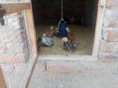 fresh Desi chicks for sale healthy and active