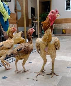 shamo hint trio imported Birds for sale eggs laying females 0