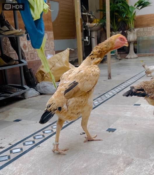 shamo hint trio imported Birds for sale eggs laying females 2