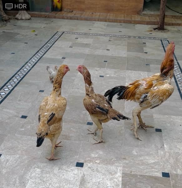 shamo hint trio imported Birds for sale eggs laying females 4