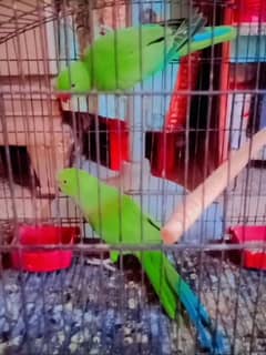 green parrot healthy active