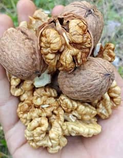 شمس اخروٹ گِری  گلگت ریجن Shams Walnut  Gilgit region