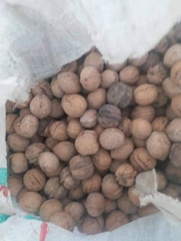 شمس اخروٹ گِری  گلگت ریجن Shams Walnut  Gilgit region 8