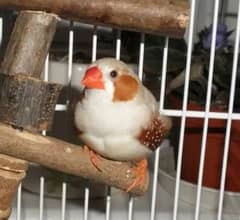 zebra finch 6male available