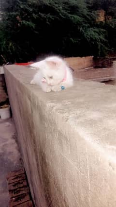 parshion female cat for sale