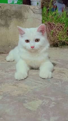 Persian cat