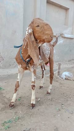 Male Makhi china