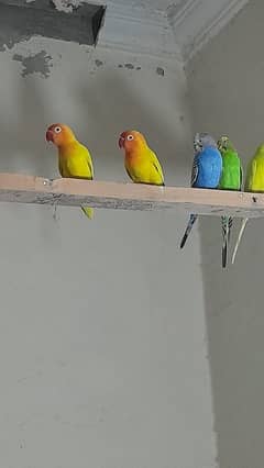 All Birds For Sale All Adult pairs