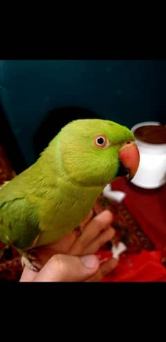 talking green parrot with cage