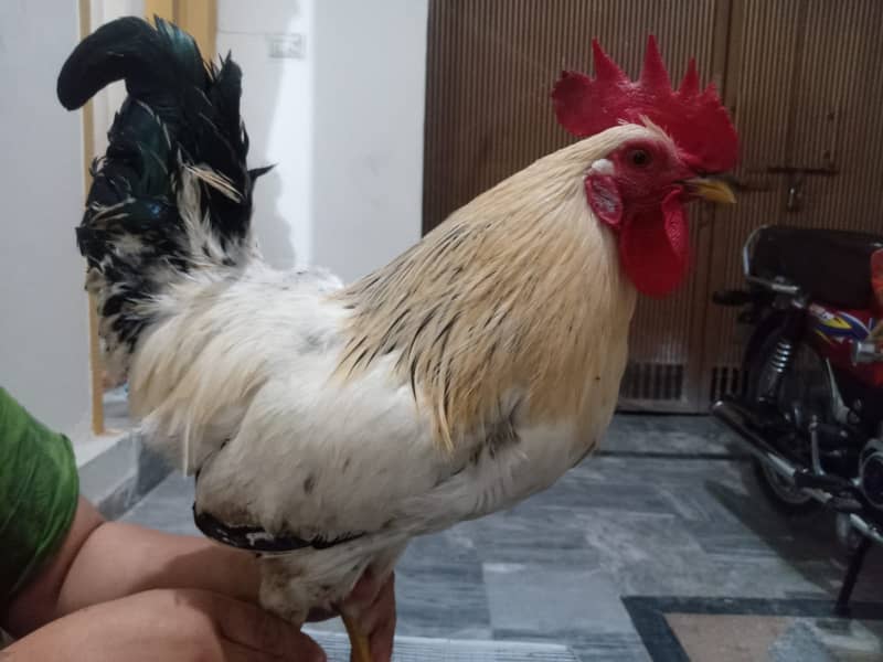 Aseel hen (Pathii) and desi murgh 2