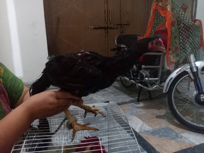 Aseel hen (Pathii) and desi murgh 5