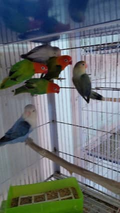 love birds breeder pair