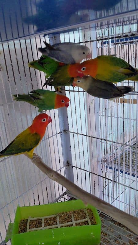 love birds breeder pair 1