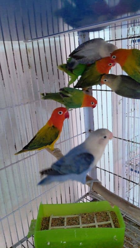 love birds breeder pair 3