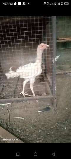 white Hera ka chick for sale