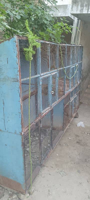 Hens Cage (Pinjra) 1