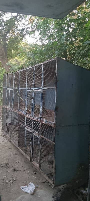 Hens Cage (Pinjra) 2