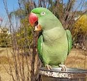 Talking female alexandrine parrot and free cage with parrot