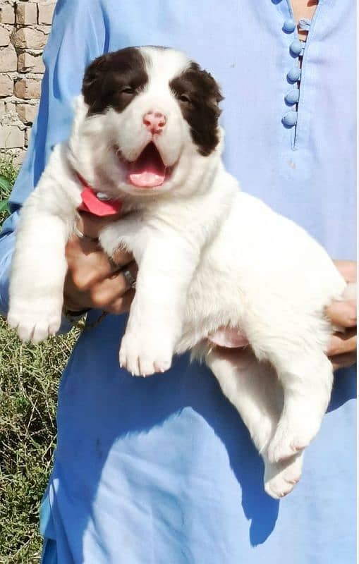 Kurdish Kangal dog pair 2 month for sale 1