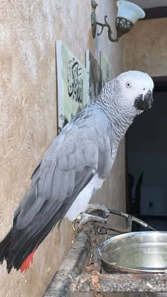 African Grey