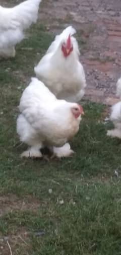 Cochin Heavy Buff, white /blue (eggs)